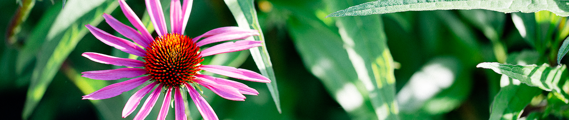 Our Work - Sycamore Landscape Design Build